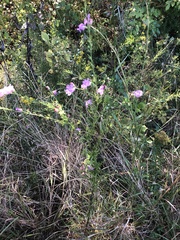 Agalinis fasciculata