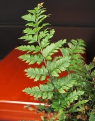 Polystichum luctuosum
