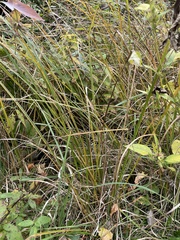 Coleataenia rigidula