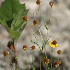 Helenium elegans