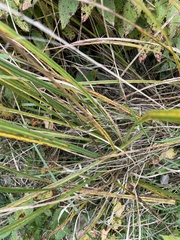 Coleataenia rigidula