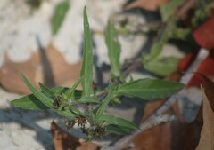 Eclipta prostrata