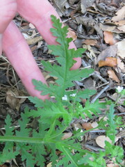 Eucrypta chrysanthemifolia