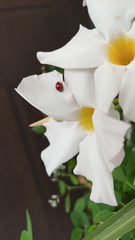 Coccinellinae