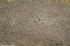 Pogonomyrmex barbatus