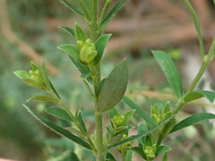 Pimelea curviflora gracilis