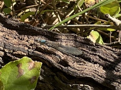 Argia apicalis