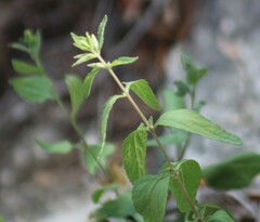 Brickellia cylindracea
