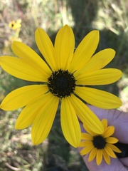 Helianthus angustifolius
