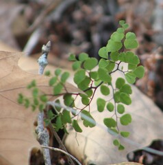 Adiantum capillus-veneris