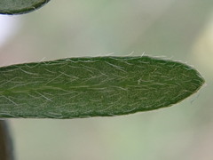 Pimelea curviflora gracilis