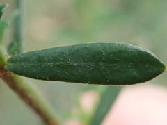 Pimelea curviflora gracilis