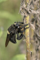 Mallophora leschenaulti