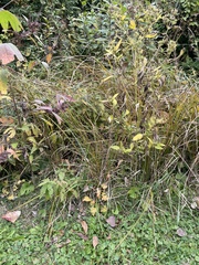 Coleataenia rigidula