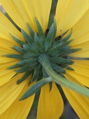 Helianthus angustifolius