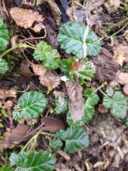 Rubus geoides