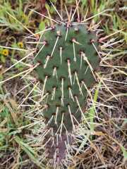 Opuntia stenopetala