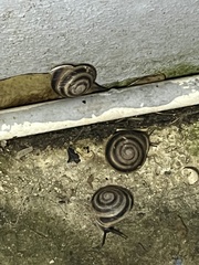 Caracolus marginella