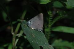 Parrhasius polibetes