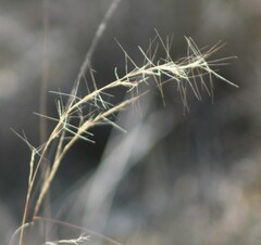 Aristida purpurea