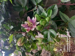 Passiflora alata × caerulea