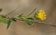 Grindelia nuda
