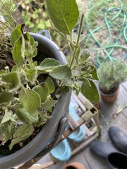 Ruellia occidentalis