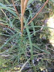 Helianthus angustifolius