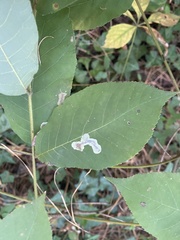 Cameraria caryaefoliella