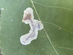 Cameraria caryaefoliella
