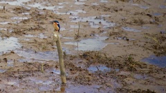 Corythornis vintsioides