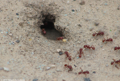 Pogonomyrmex barbatus