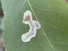 Cameraria caryaefoliella