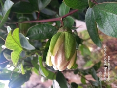 Passiflora alata × caerulea
