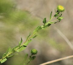 Grindelia nuda