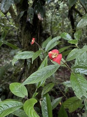 Palicourea tomentosa