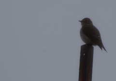 Muscicapa sibirica