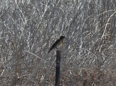 Pseudoleistes virescens