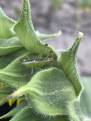 Conocephalus brevipennis