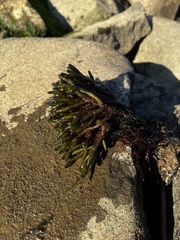 Codium