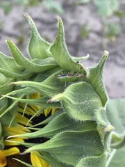 Conocephalus brevipennis