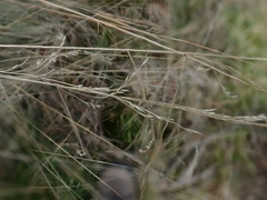 Poa rodwayi