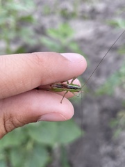 Conocephalus brevipennis