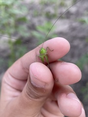 Conocephalus brevipennis