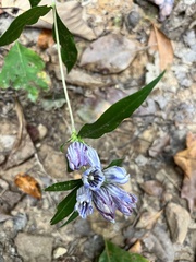 Gentiana decora