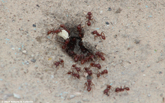 Pogonomyrmex barbatus