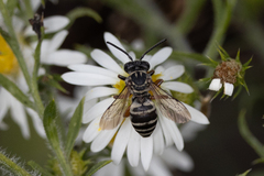 Triepeolus