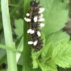 Hemileuca rubridorsa