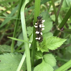 Hemileuca rubridorsa