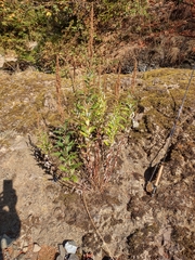 Artemisia suksdorfii